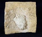 Teleiocrinus rudis (HALL 1859) - Bild &copy; FossNet FossilienStore